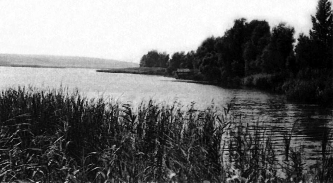 фото: Вовк
